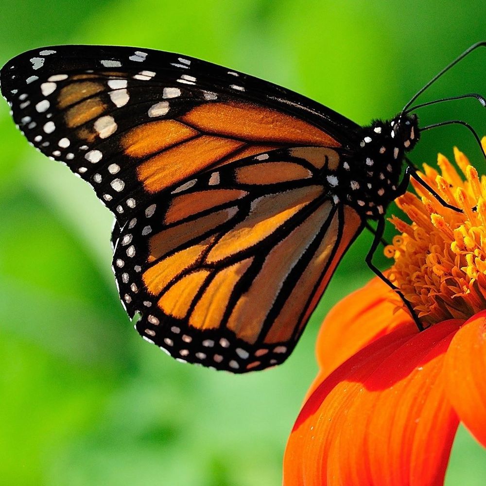 Meet your Posher, Jen