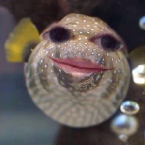 Meet your Posher, Bella