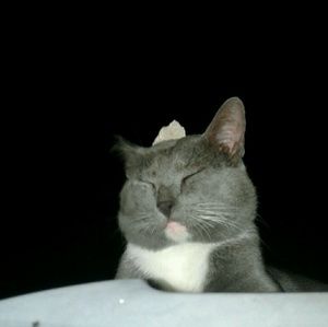 Meet your Posher, Hearher