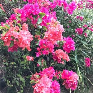 Meet your Posher, Abi