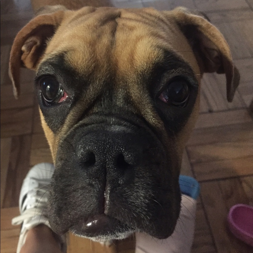 Meet your Posher, Viola