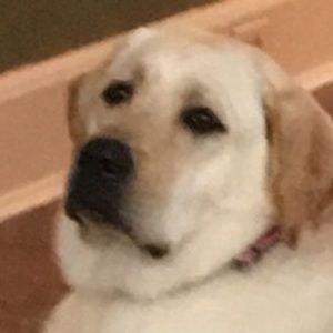 Meet your Posher, Sheldon