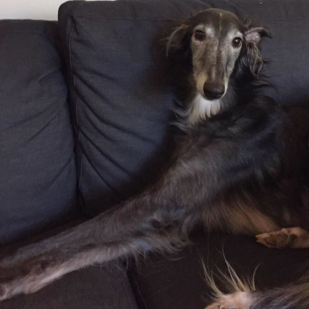 Meet your Posher, Kara