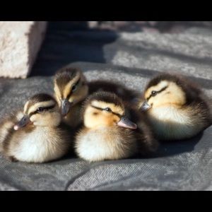 Meet your Posher, Leslie