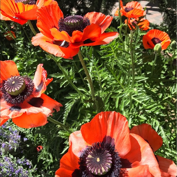 Meet your Posher, K - Picture 1 of 1