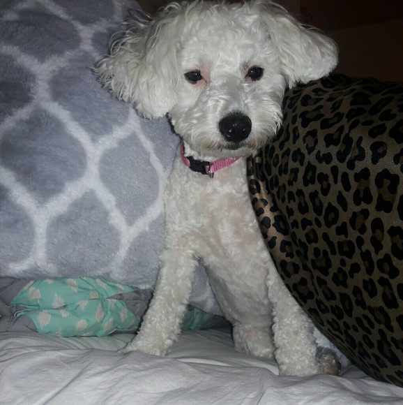 Meet your Posher, Piper - Picture 1 of 1