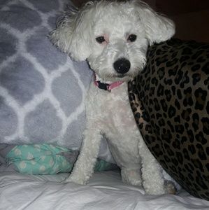 Meet your Posher, Piper