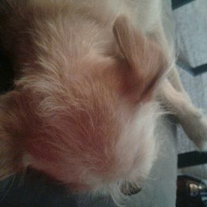 Meet your Posher, Martin