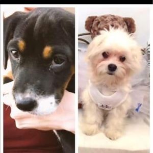 Meet your Posher, Barbara