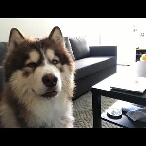 Meet your Posher, Dan dan