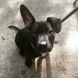 Meet your Posher, Carley