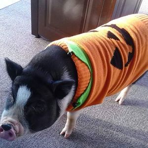 Meet your Posher, Logan