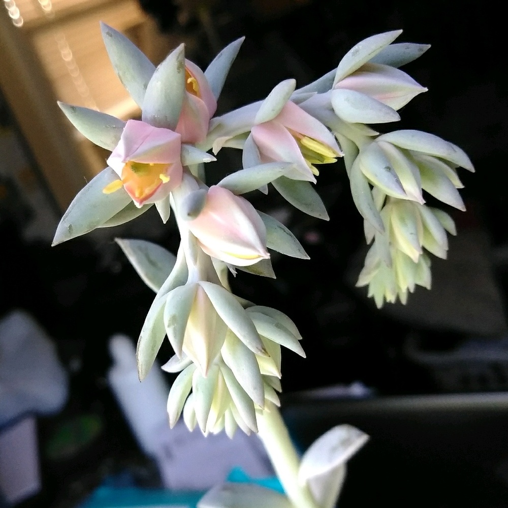 Meet your Posher, Ash