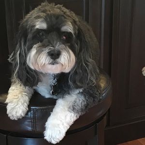 Meet your Posher, Anna