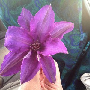 Meet your Posher, Alice