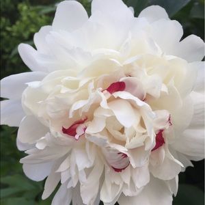 Meet your Posher, Dawna