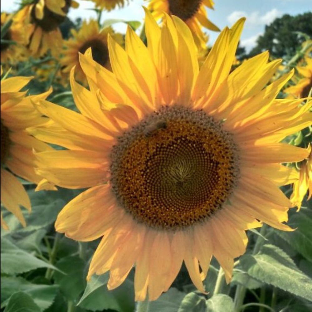 Meet your Posher, Sandy