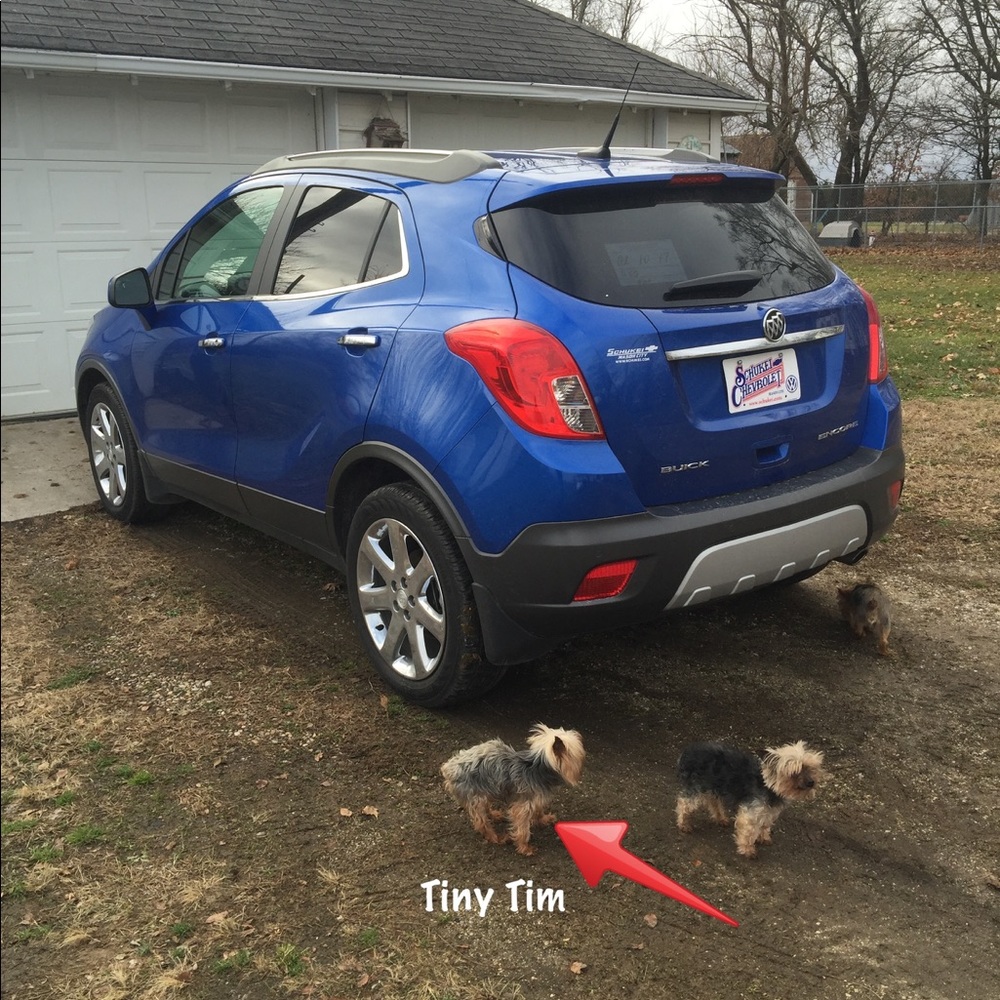 🆘 Thisis Tiny Tim/TAKEN OR LOST?? SEARCHING