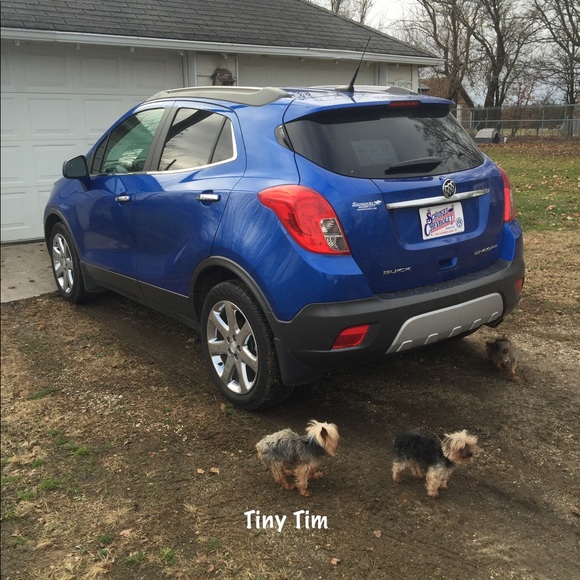 🆘 Thisis Tiny Tim/TAKEN OR LOST?? SEARCHING - Picture 2 of 2