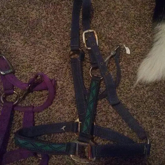 Halters - Picture 4 of 7
