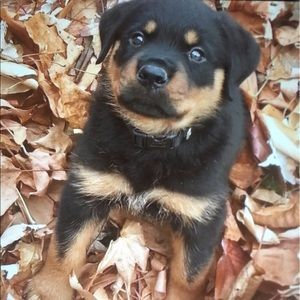 Meet your Posher, Erich