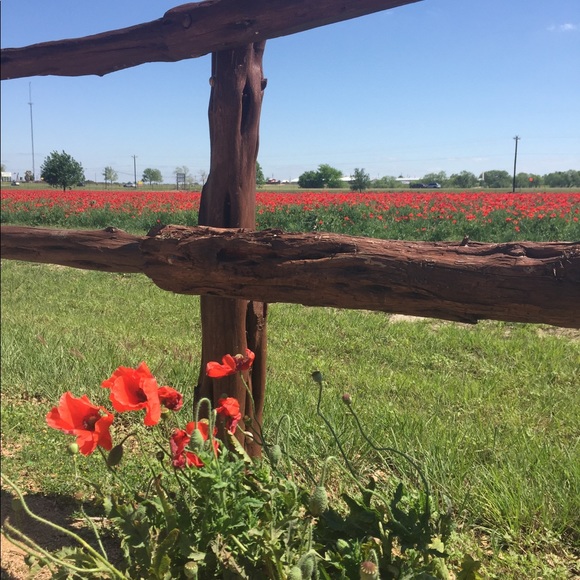 Meet the Posher - Picture 3 of 3