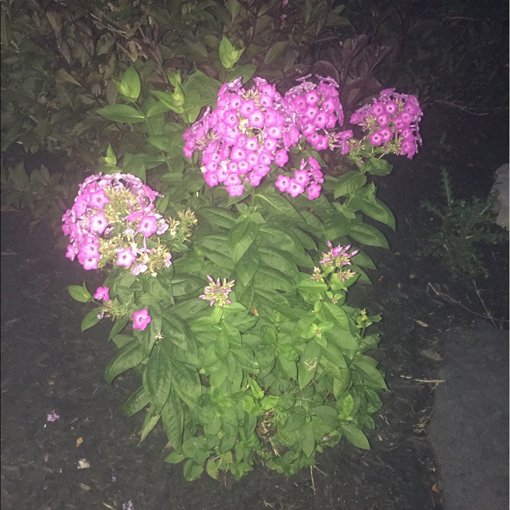 Meet your Posher, Katya