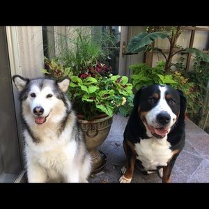 Meet your Posher, Myna