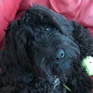 Meet your Posher, Cynthia