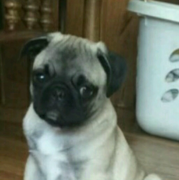 Meet your Posher, Danielle - Picture 1 of 1