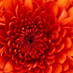 Meet your Posher, Jahnia