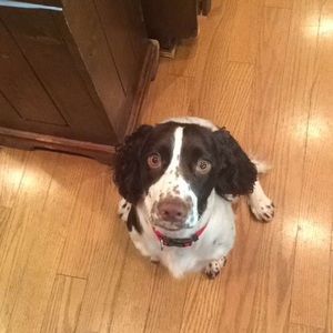 Meet your Posher, Thomas