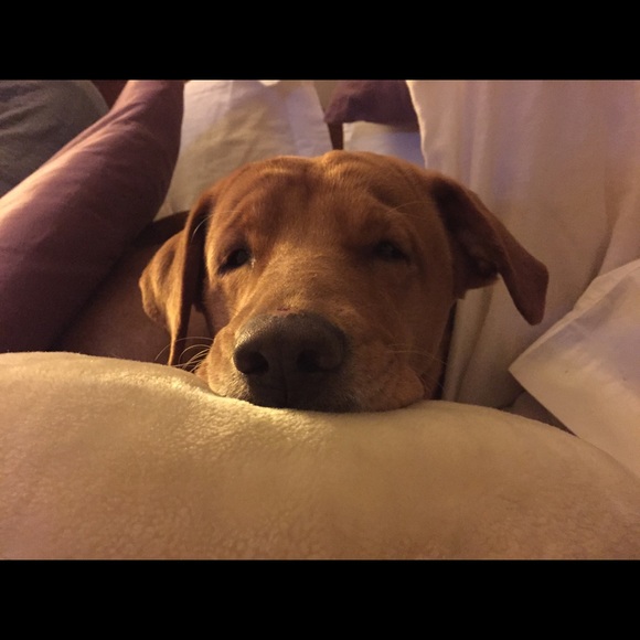 Meet your Posher, Rachael - Picture 5 of 6