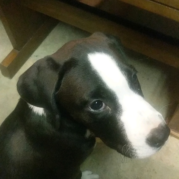 Meet your Posher, Dan - Picture 1 of 1