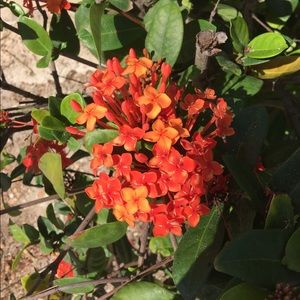 Meet your Posher, Saraya