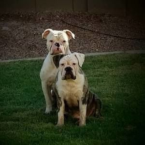 Meet your Posher, Marcellus