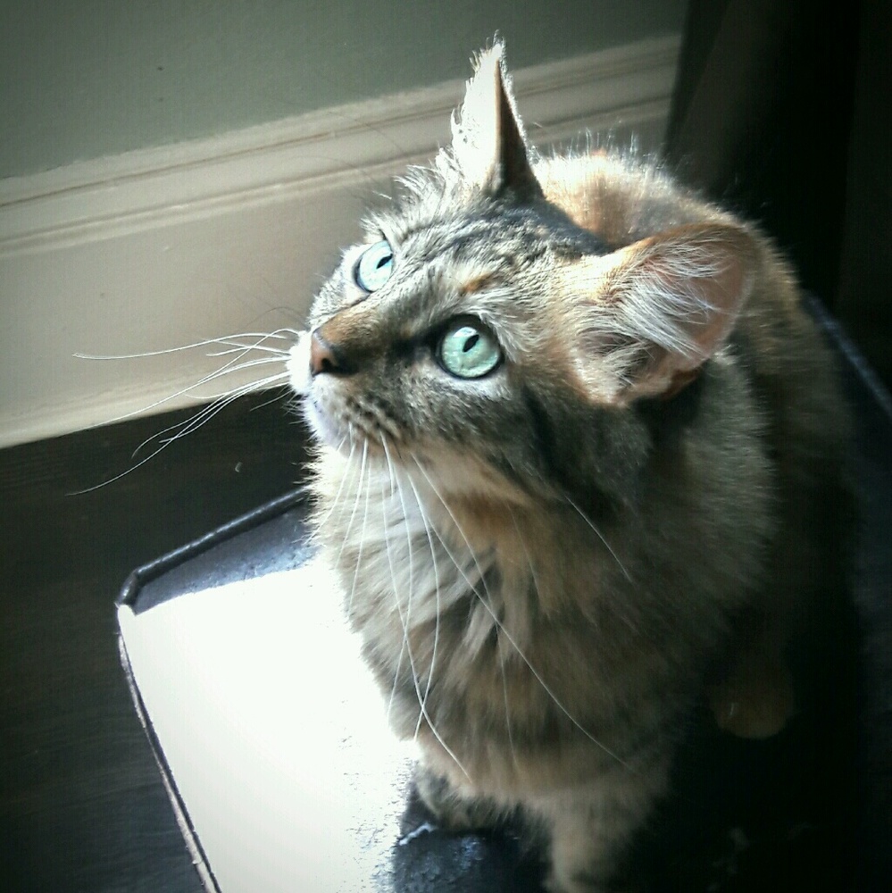 Meet your Posher, Maggie