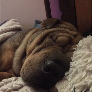 Meet your Posher, Taylor