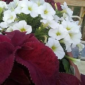 Meet your Posher, Angie