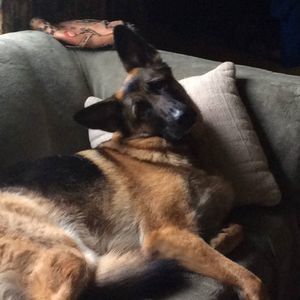 Meet your Posher, Lou