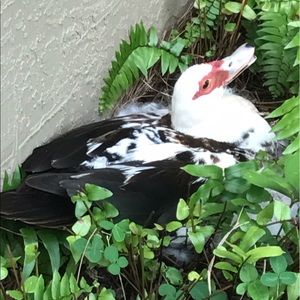 Meet your Posher, Sonia