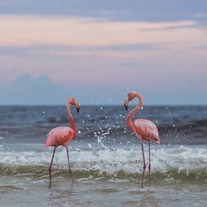 Meet your Posher, Tonya