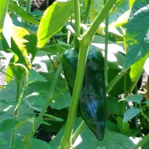 Meet your Posher, Joyous