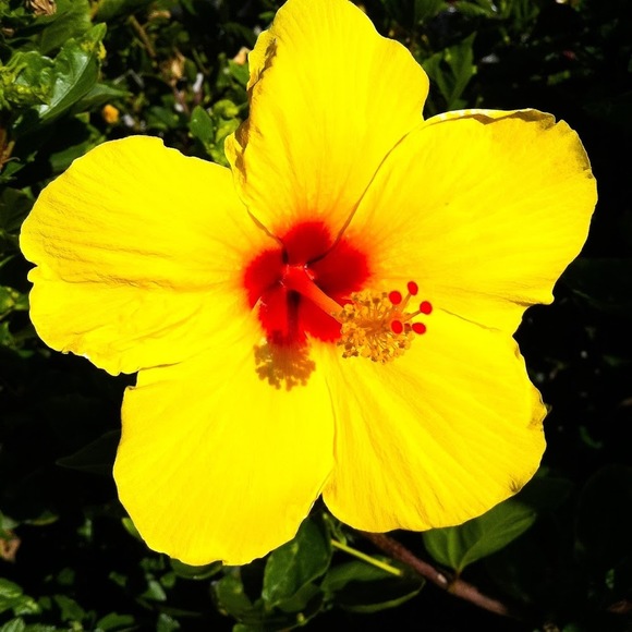 Meet your Posher, Allison - Picture 1 of 1