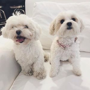 Meet your Posher, Grace