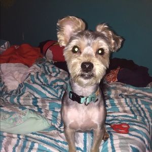 Meet your Posher, Charley