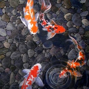 Meet your Posher, Alma