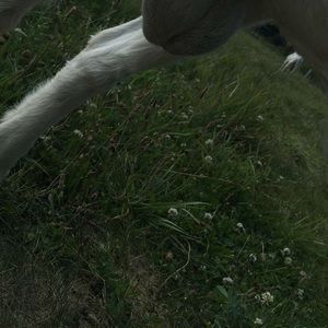 Meet your Posher, Jackson