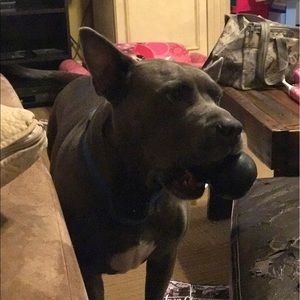 Meet your Posher, Justin