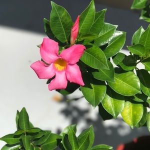 Meet your Posher, Darielle